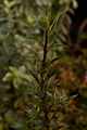 Ilex aquifolium Angustifolia IMG_3759 Ostrokrzew kolczasty